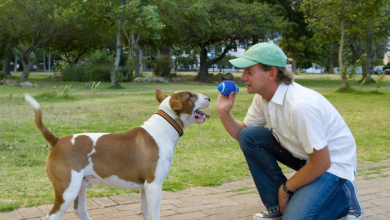 A Dog Training Checklist For New Owners