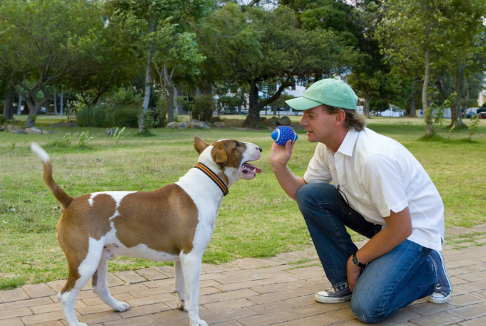 A Dog Training Checklist For New Owners