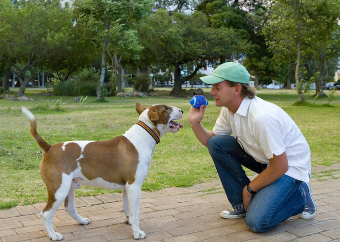 A Dog Training Checklist For New Owners