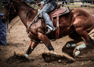 Tiercé 100% Gratuit