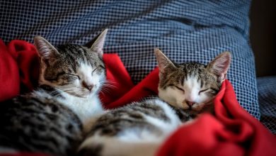 What to Know Before Adopting a Cat