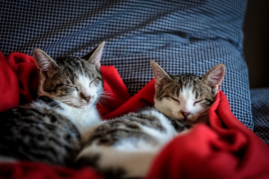 What to Know Before Adopting a Cat What to Know Before Adopting a Cat