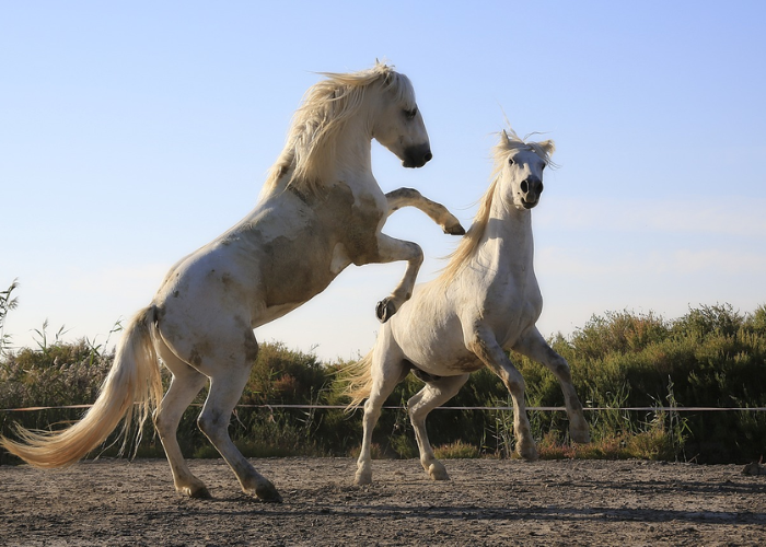 Cheval De Base Zecommentaire