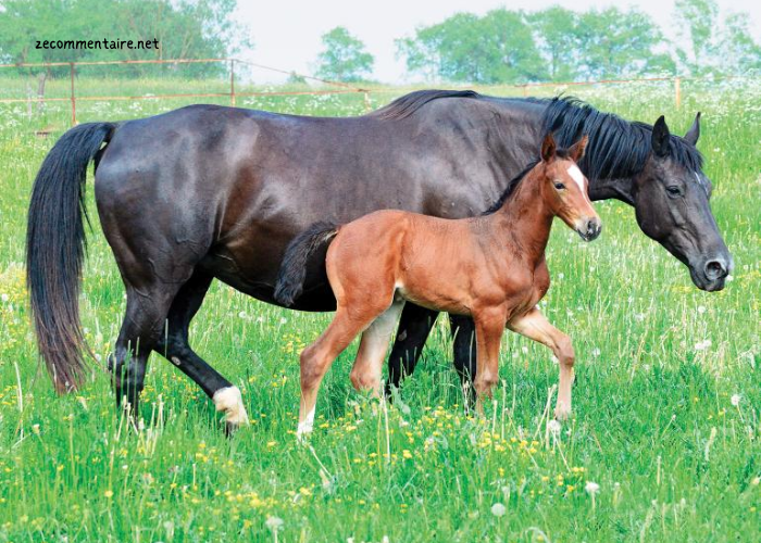 Le Cheval de Base Incontournable