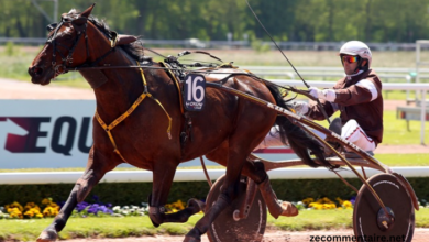 Le ROI du Turf