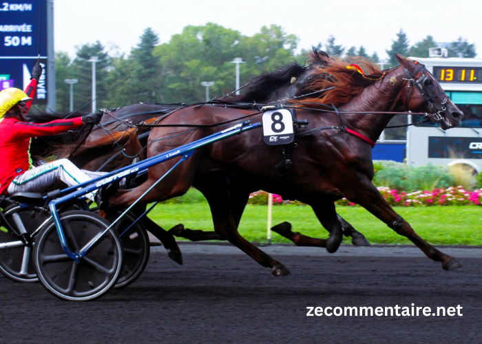 Belle Turf Prono Vip (1)