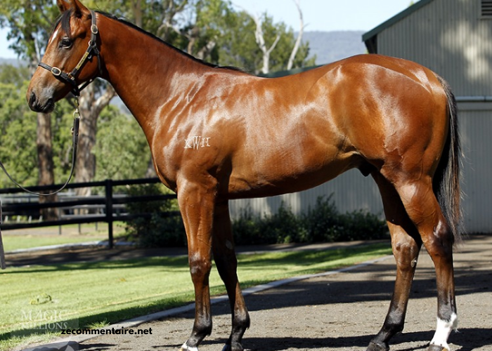 Equidia Turf Pronostic