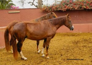 Le Triangle Du Quinte