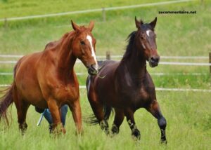 Observateur Du Turf Vip