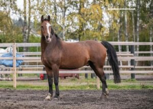 Zecommentaires en Direct (2)