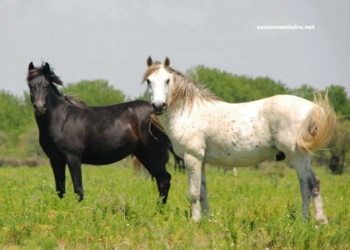 Un Cheval Par Jour